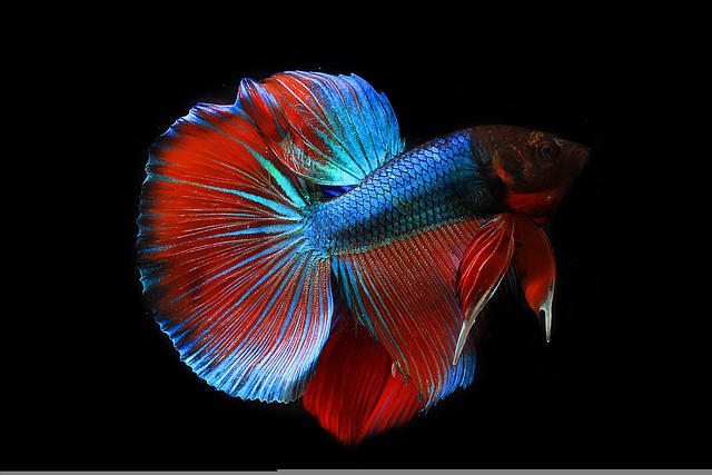 Ryby – Tajemniczy Świat Pełen Kolorów