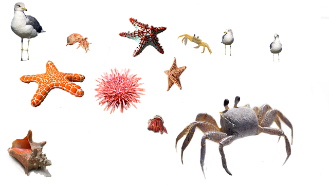 Ślimaki w akwarium – oczyszczacze wody i ciekawe osobniki